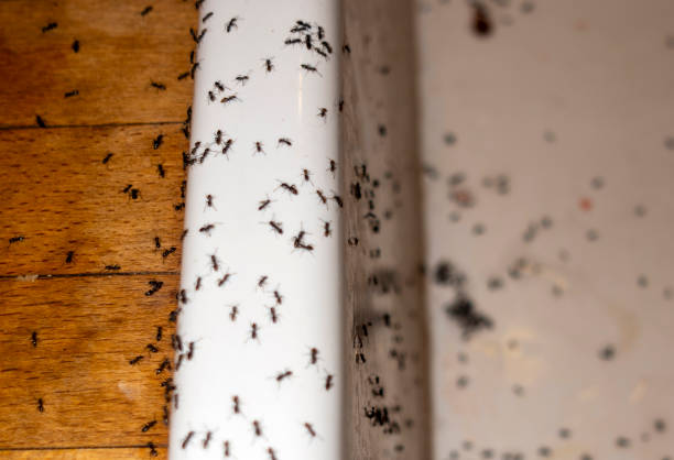 Best Bed Bug Extermination  in Country Homes, WA
